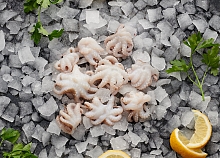 WHOLE CLEAN BABY OCTOPUS 